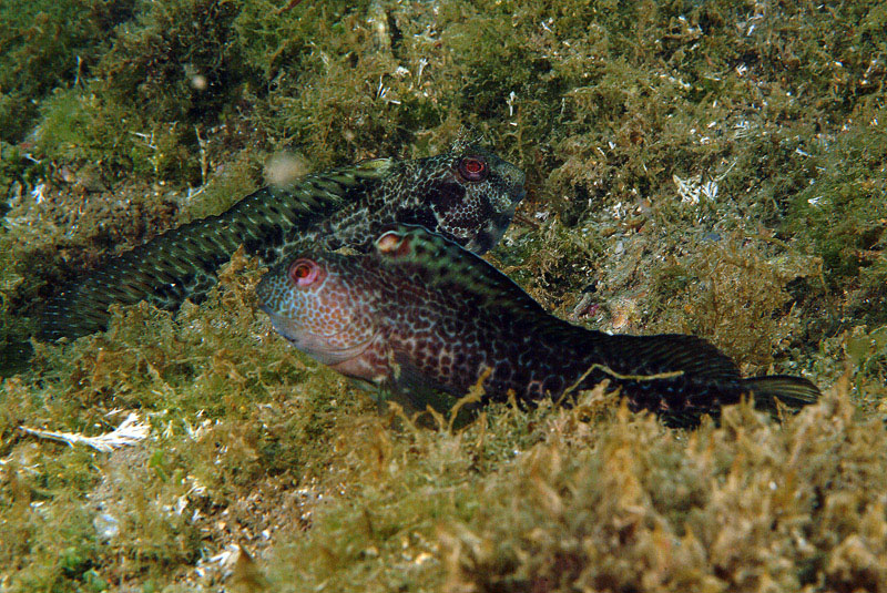 Livree di Parablennius pilicornis